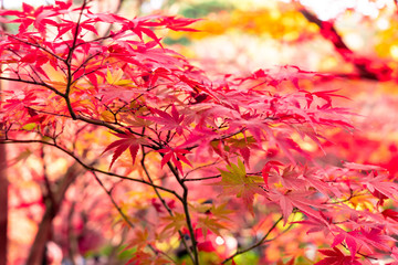 美しい京都の紅葉