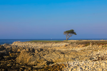 Fototapeta na wymiar Einsamer Baum an der Küste entlang der 17 Meilen Straße