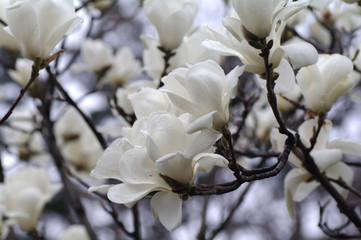 white magnolia flowers in spring