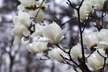 white magnolia flowers in spring