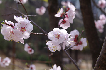 pink flowers of cherry tree