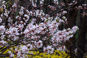 blooming cherry tree in spring