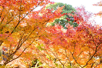 美しい京都の紅葉