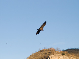Buitre leonado