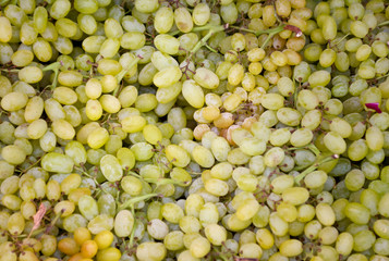 white grapes fresh and juicy many berries background
