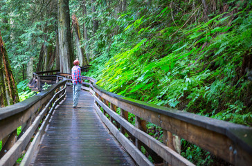 Boardwalk in the forest