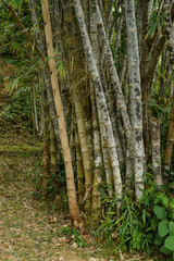 Canes of giant bamboo in the Royal Botanical Gardens, Lunuganga, Sri Lanka