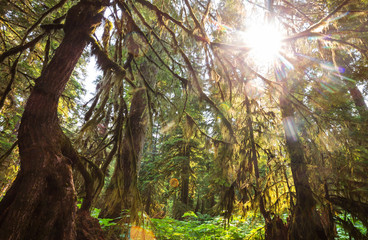 Fototapeta premium Green forest