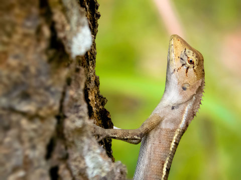 Lizard is a scaly-skinned reptile, with a long body, small head and long tail.          