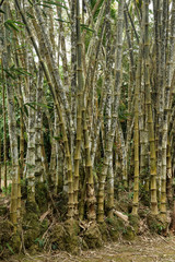 Fototapeta na wymiar Canes of giant bamboo in the Royal Botanical Gardens, Lunuganga, Sri Lanka