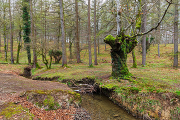 Otzarreta Beech Forest. Gorbea Natural Park. Bizkaia. Spain.