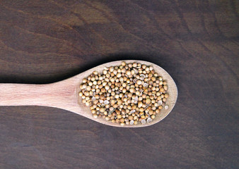 Coriander plant seed in wooden spoon