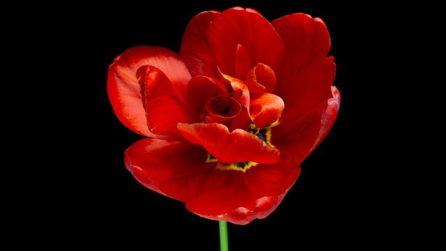Timelapse of red tulip flower blooming on black background.