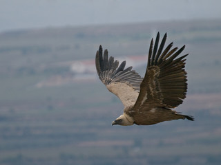 Buitre leonado