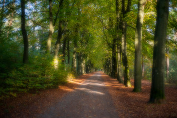 Path in the forest - Antwerp, Belgium