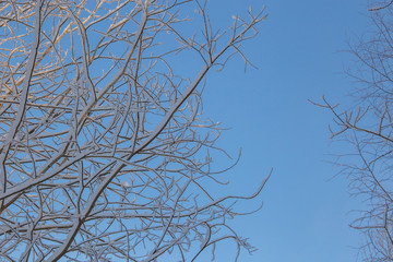 branches of a tree against blue background