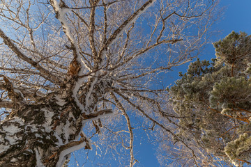 Branches of two pine tree and birch covered with snow