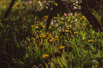 Dandelions in grass and cherry flowers in springtime