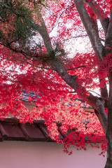 美しい京都の紅葉
