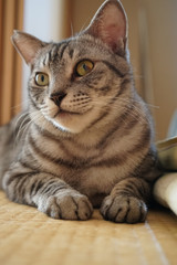 サバトラ猫の顔のクローズアップ