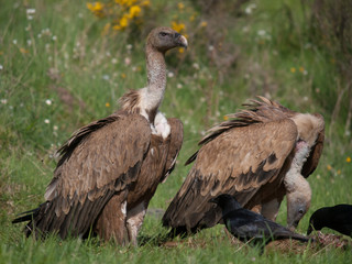 Obraz premium Buitre leonado