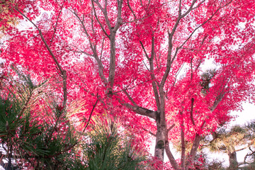 美しい京都の紅葉