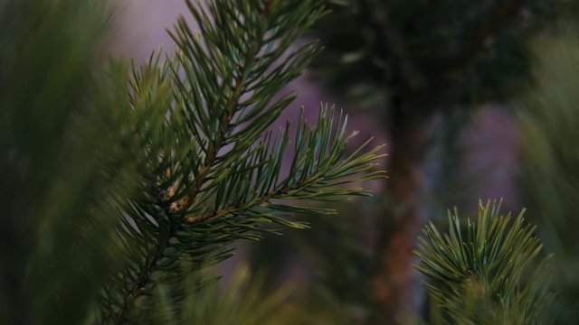 Christmas tree green living real