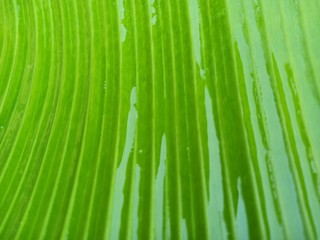Texture background of backlight fresh green Leaf.