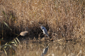 水辺にいるアオサギ