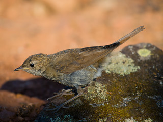 Petirrojo