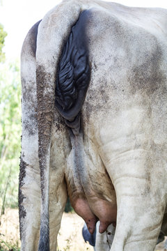 Reproductive organs of female cow, near-calving cow