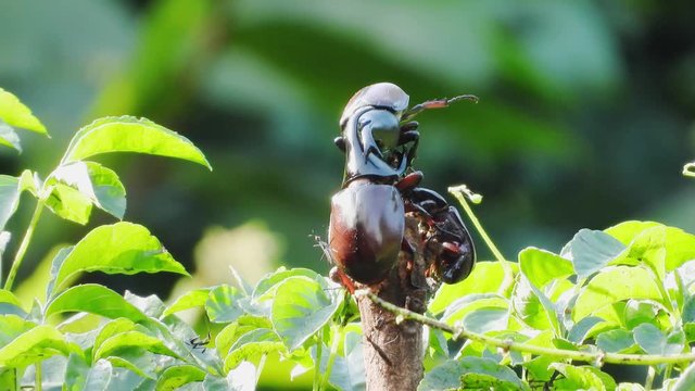 Stag beetles fighting for his own base.