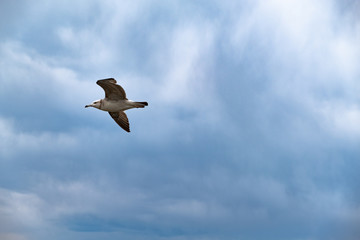 A Seagull soars in the sky against a background of white clouds. Amur Bay, Vladivostok, Russia.A Seagull soars in the sky against a background of white clouds. Amur Bay, Vladivostok, Russia.