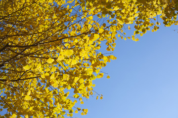 イチョウと空