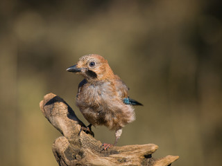 Arrendajo