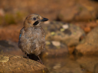 Aves en el bebedro
