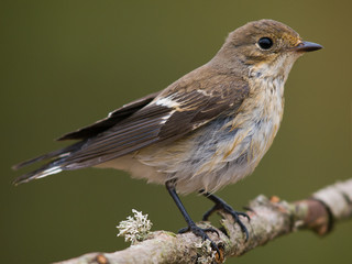 Papamoscas cerrojillo