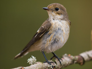 Papamoscas cerrojillo