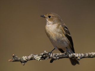 Papamoscas cerrojillo