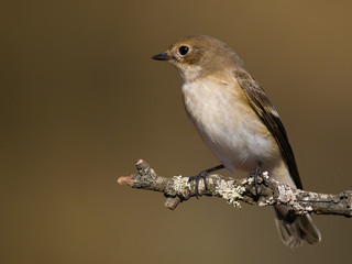 Papamoscas cerrojillo