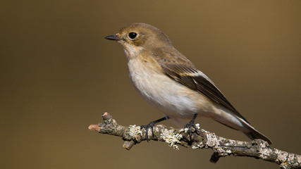 Papamoscas cerrojillo