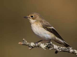 Papamoscas cerrojillo