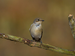 Papamoscas cerrojillo