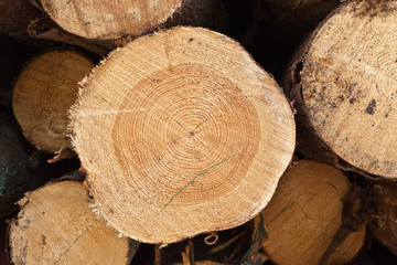 Wood log raw yellow pile background