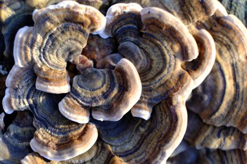 Trametes versicolor - hub, multi-colored mushrooms growing in a large group on a tree stump. It has medicinal properties. In some countries (e.g. China) considered edible.