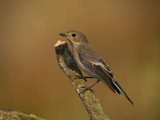 Papamoscas cerrojillo