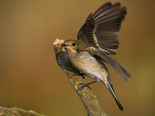Papamoscas cerrojillo