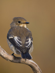 Papamoscas cerrojillo