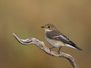 Papamoscas cerrojillo