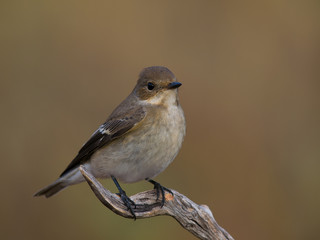 Papamoscas cerrojillo